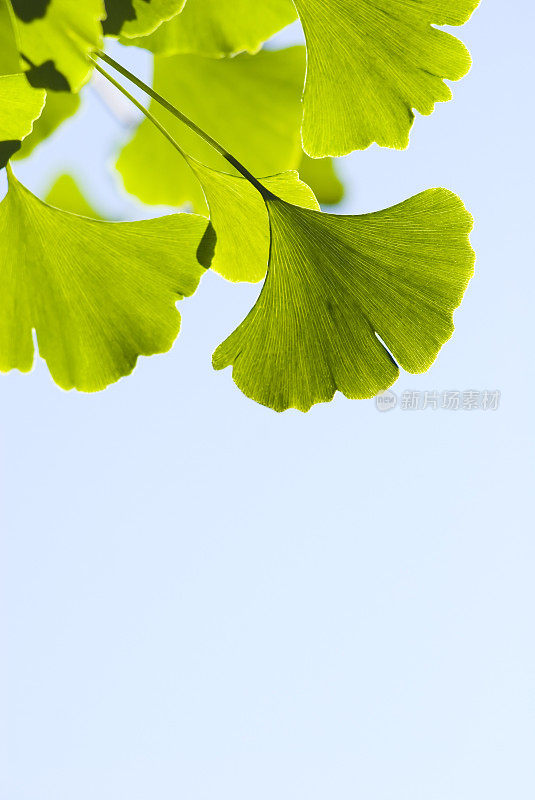 银杏(Ginkgo biloba)叶- V